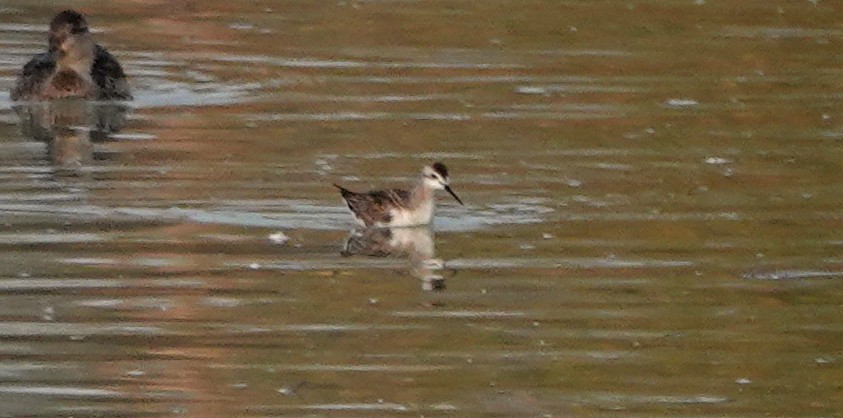 Wilson's Phalarope - ML609602765