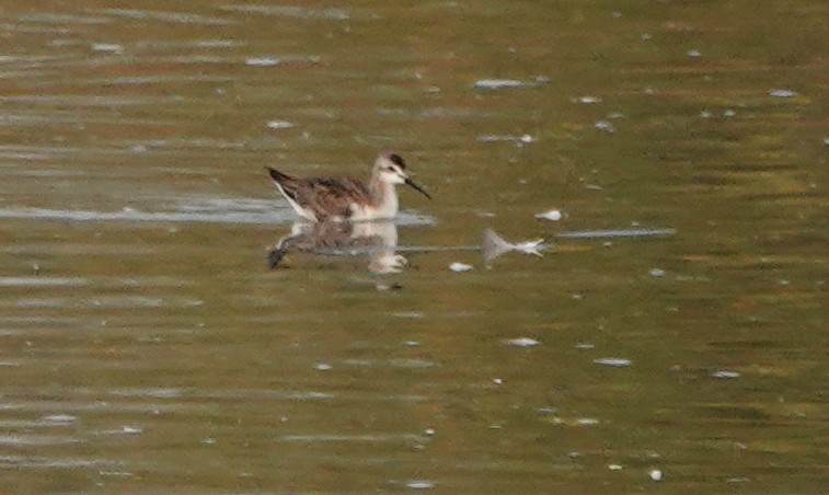 Wilson's Phalarope - ML609602767