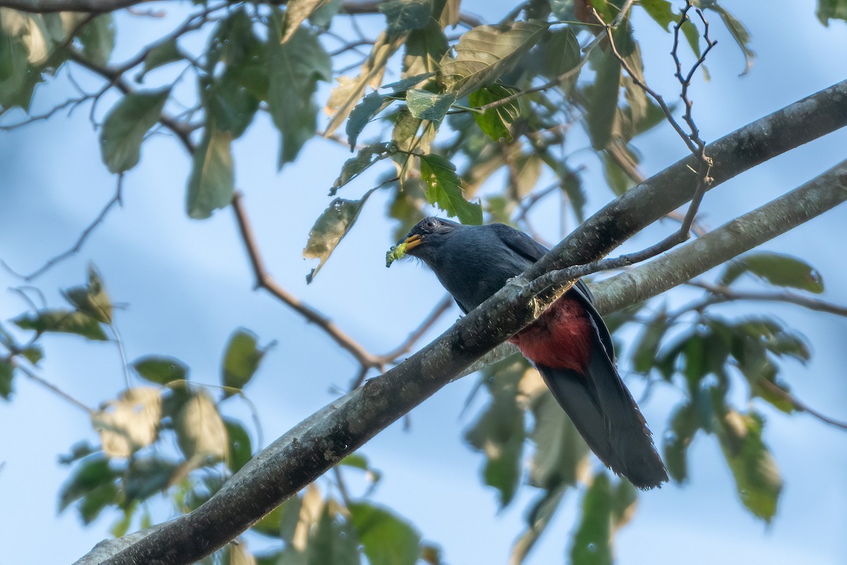 Black-tailed Trogon - ML609602820