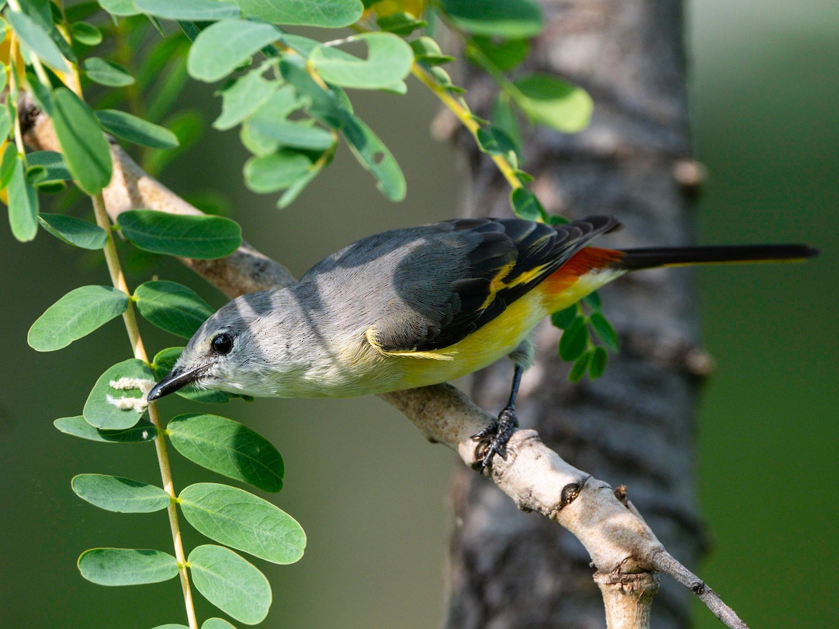 Small Minivet - Michael Sanders