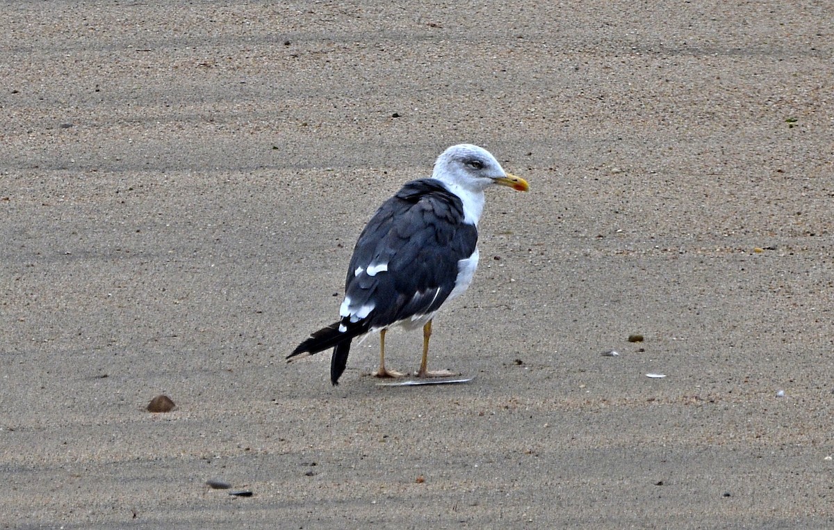 Lesser Black-backed Gull - ML609602981