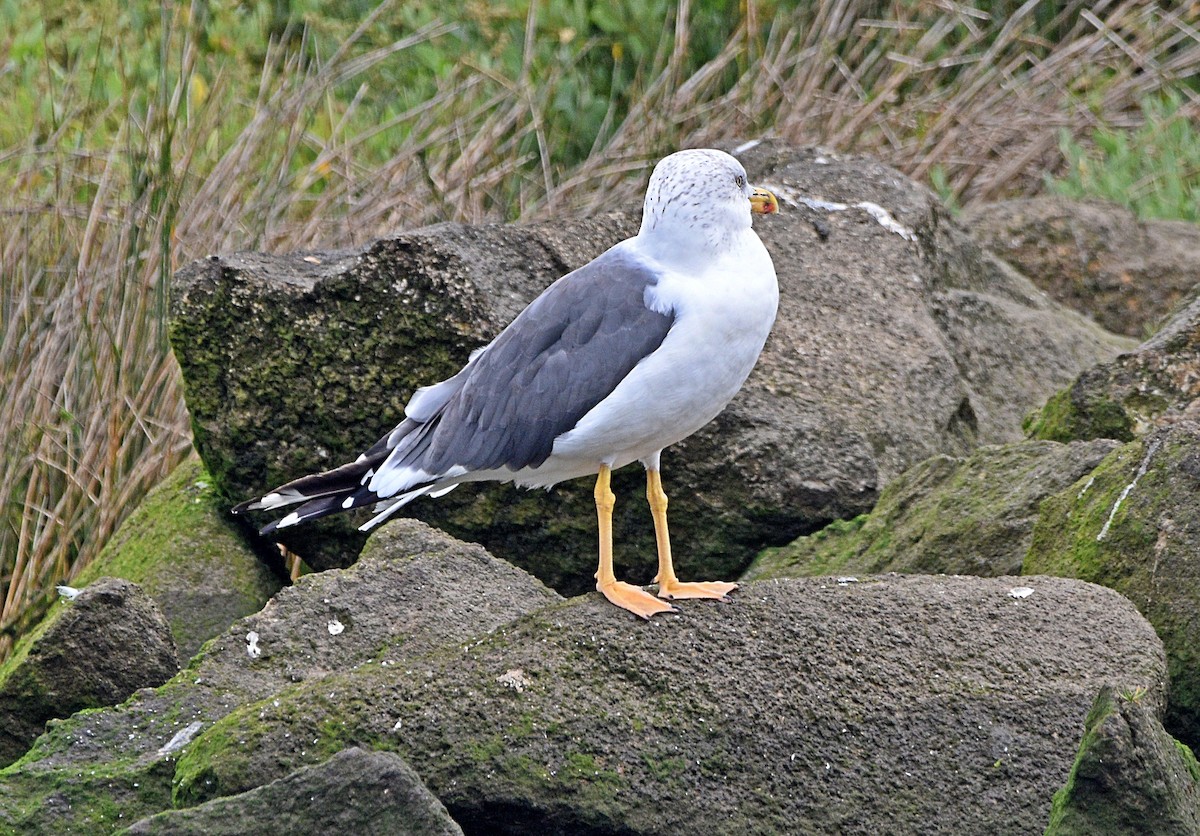 Lesser Black-backed Gull - ML609602982