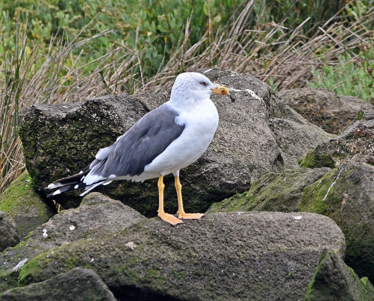 Lesser Black-backed Gull - ML609602983