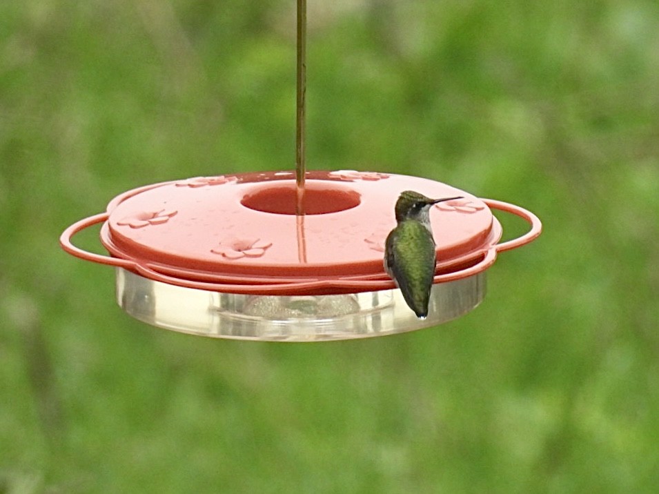 Ruby-throated Hummingbird - ML609603227