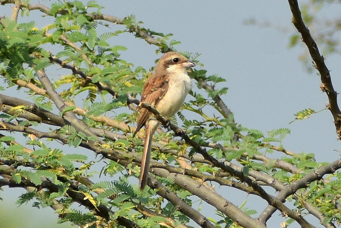Brown Shrike - Aamir Nasirabadi