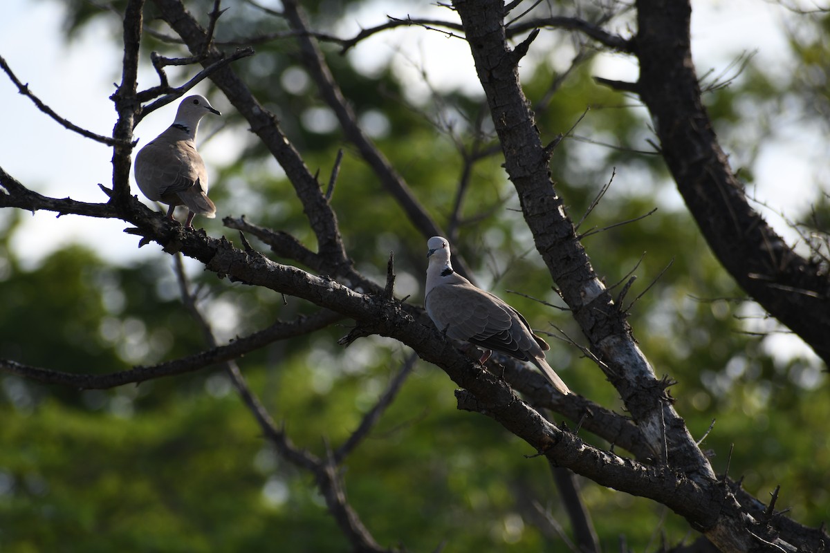 Eurasian Collared-Dove - Gabriel García