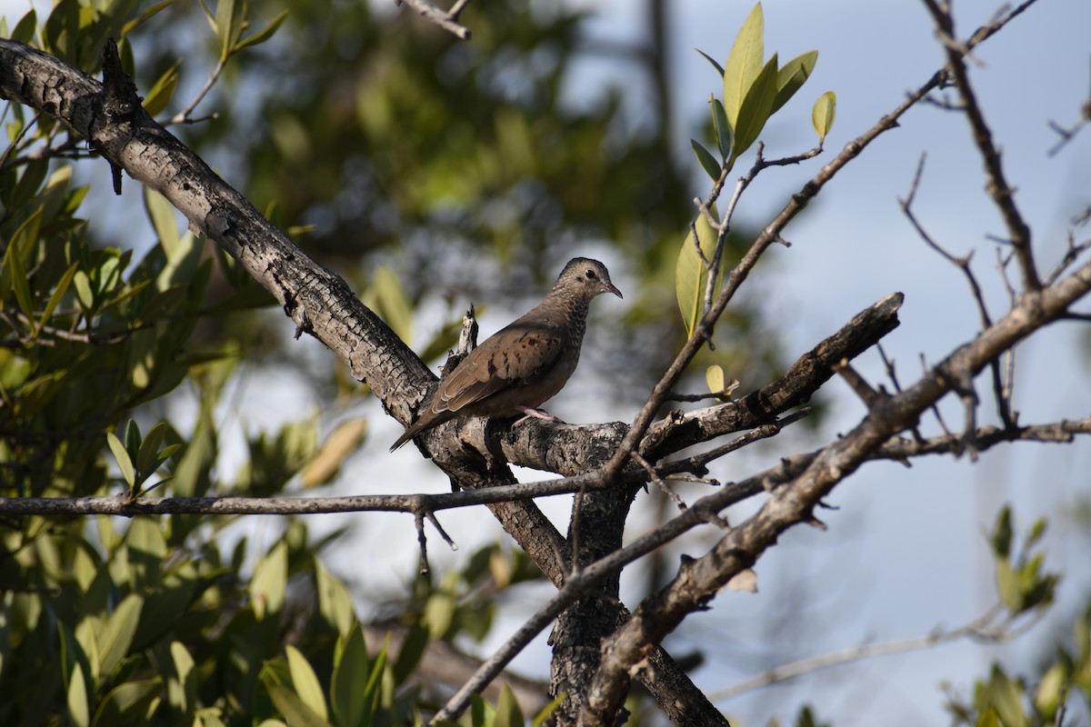 Common Ground Dove - ML609603402