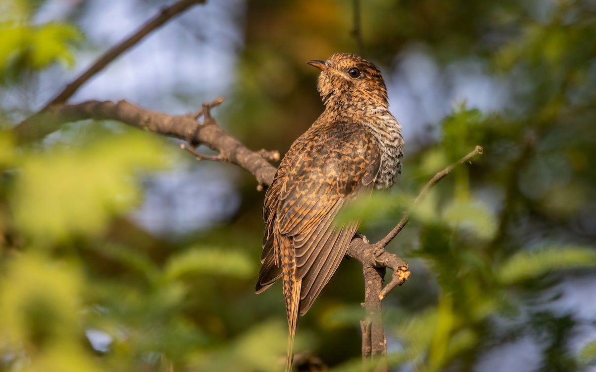 Gray-bellied Cuckoo - ML609603450