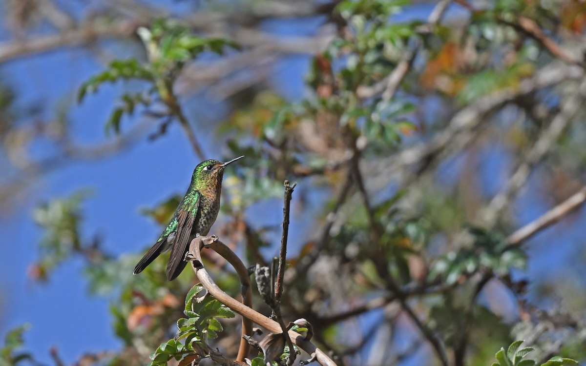 kolibřík dřišťálový (ssp. smaragdinicollis) - ML609603531