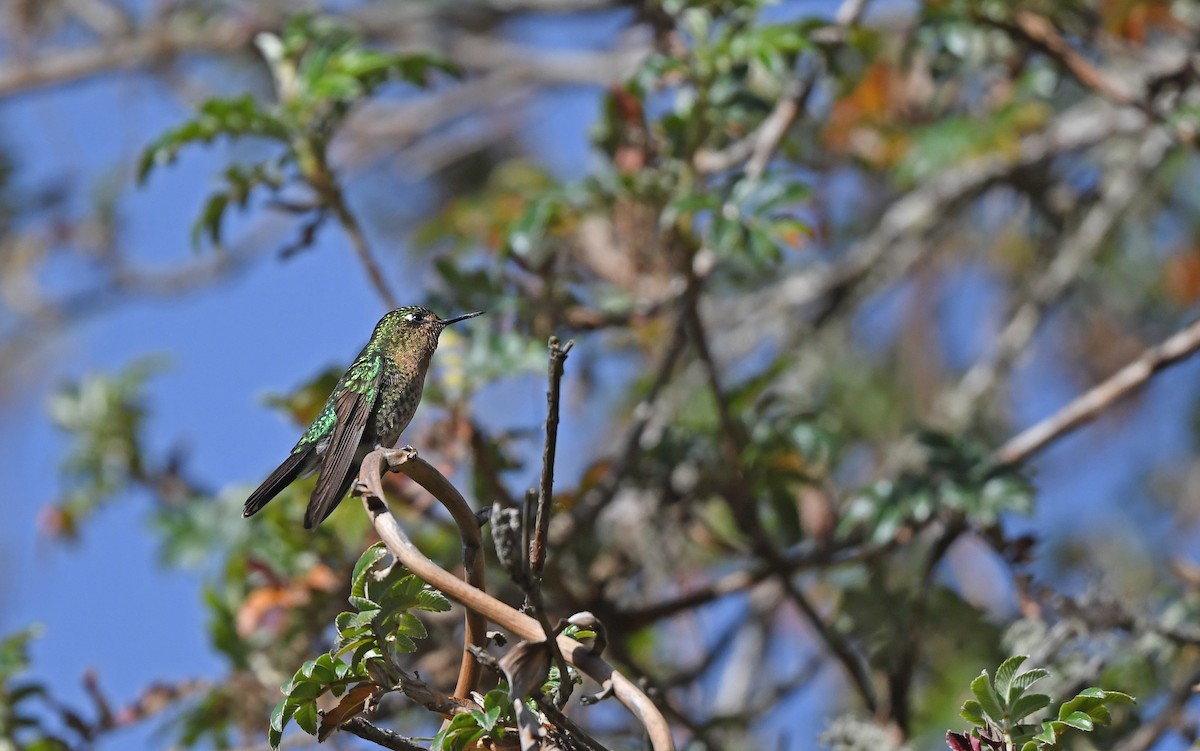 kolibřík dřišťálový (ssp. smaragdinicollis) - ML609603532