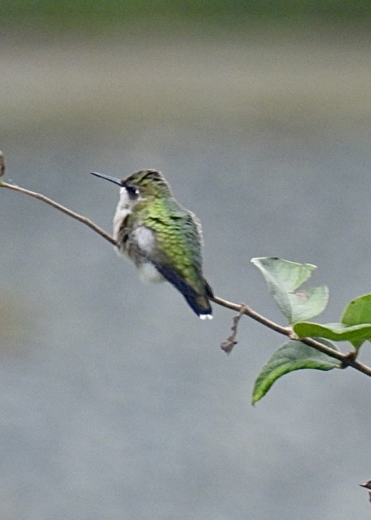 Ruby-throated Hummingbird - ML609603620