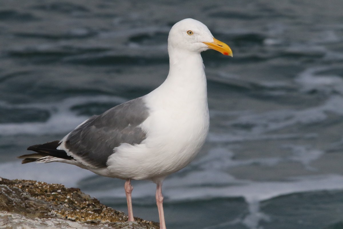 Western Gull - Jasper Barnes