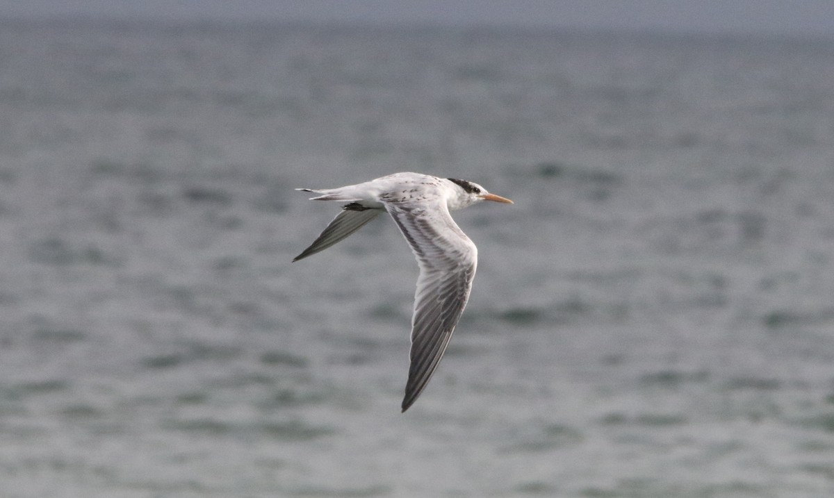 Elegant Tern - ML609603674