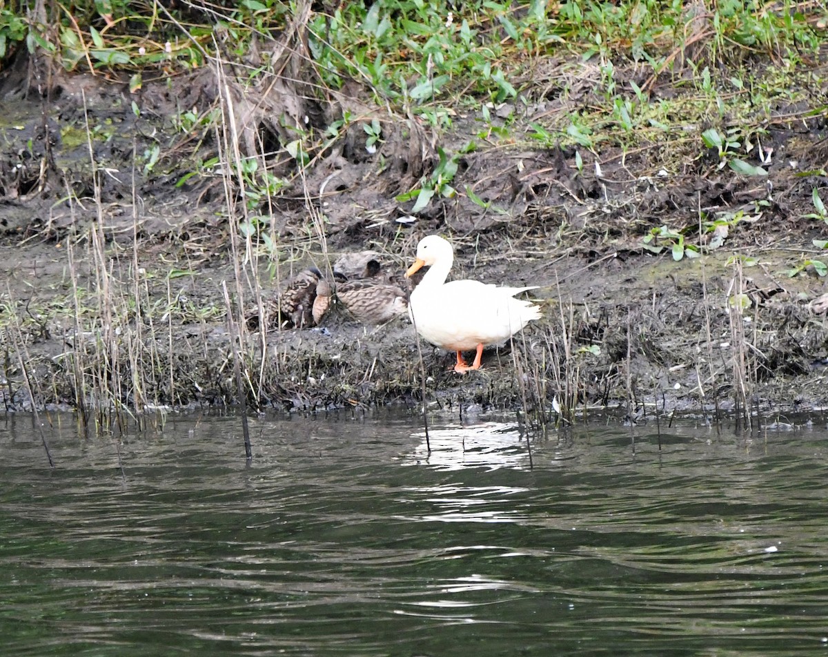 Mallard (Domestic type) - ML609603734