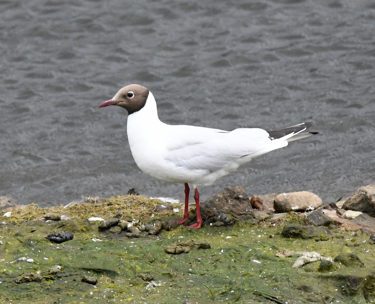 Black-headed Gull - ML609603738