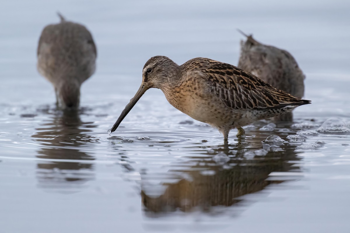 Long-billed Dowitcher - ML609603852