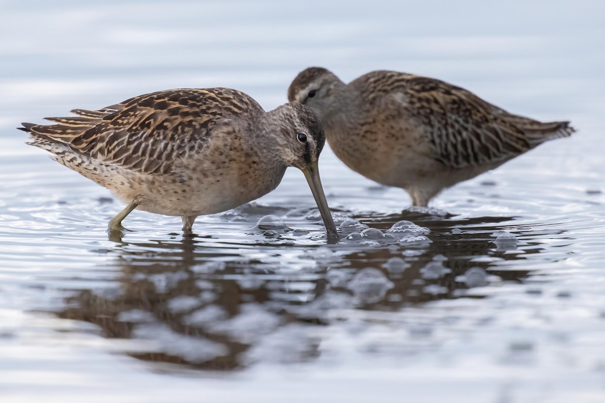 Long-billed Dowitcher - ML609603853