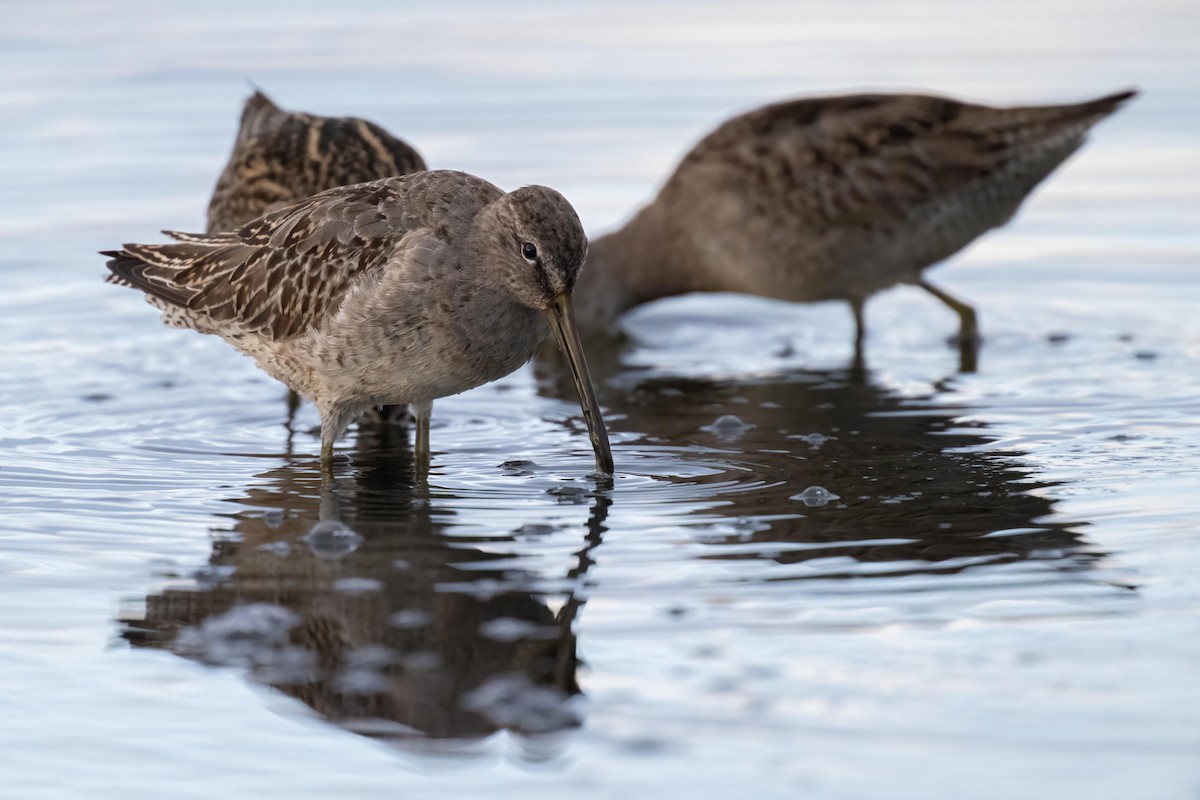 Long-billed Dowitcher - ML609603854