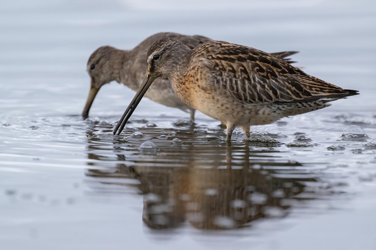 Long-billed Dowitcher - ML609603855