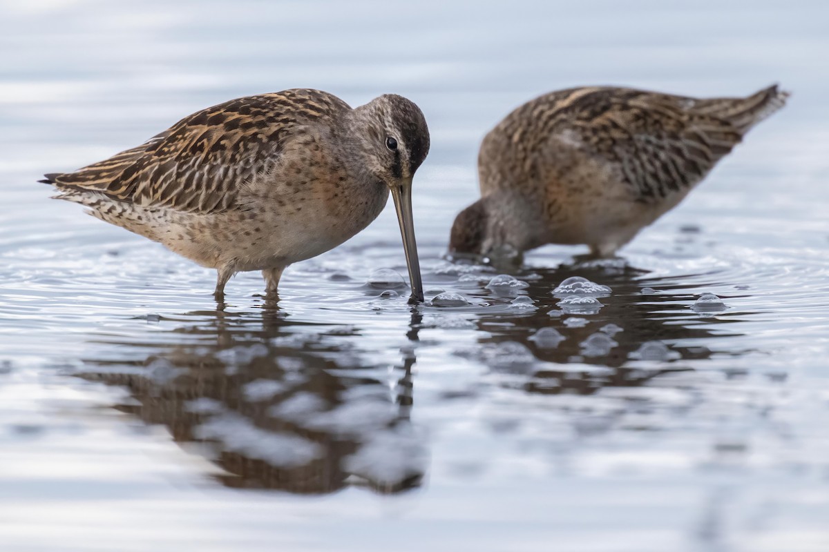 Long-billed Dowitcher - ML609603856