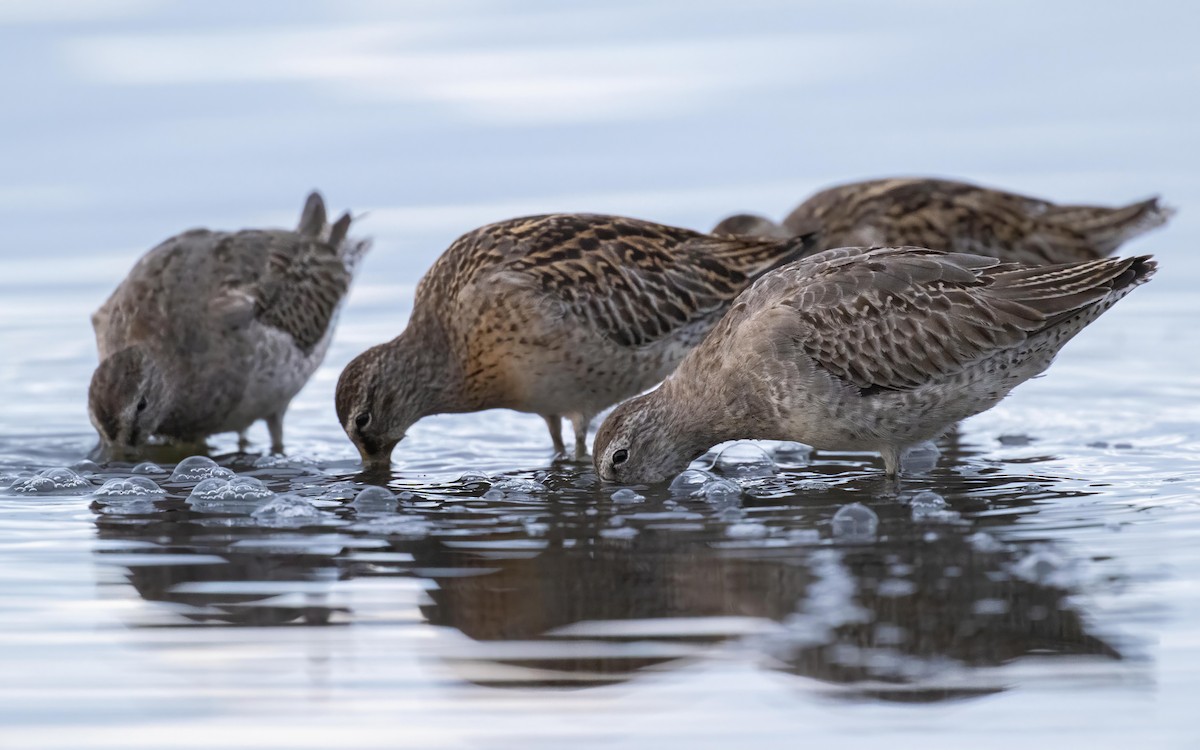 Long-billed Dowitcher - ML609603857