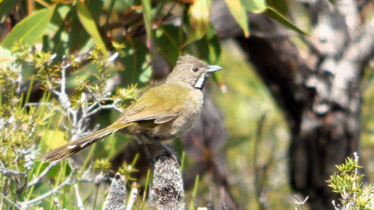 Western Whipbird - Rustom Jamadar