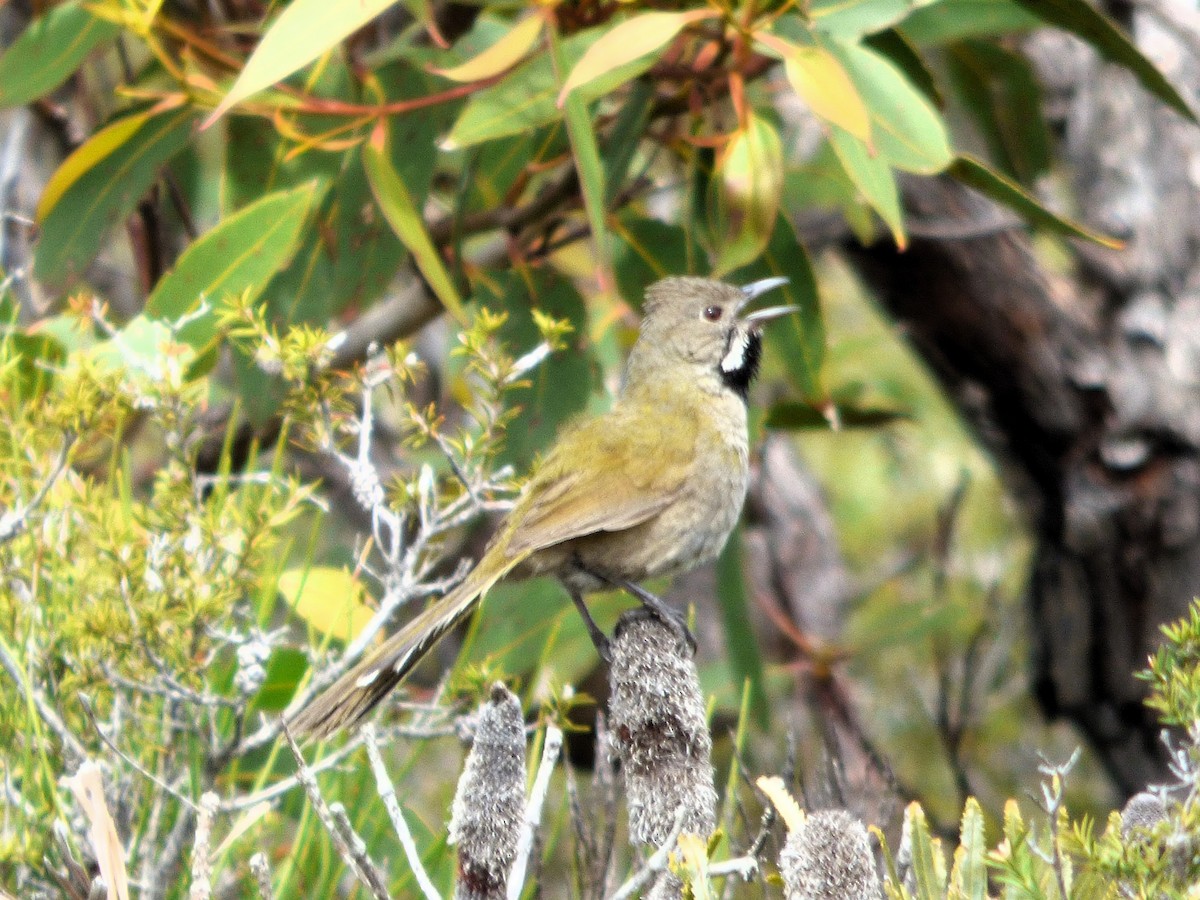 Western Whipbird - ML609604005