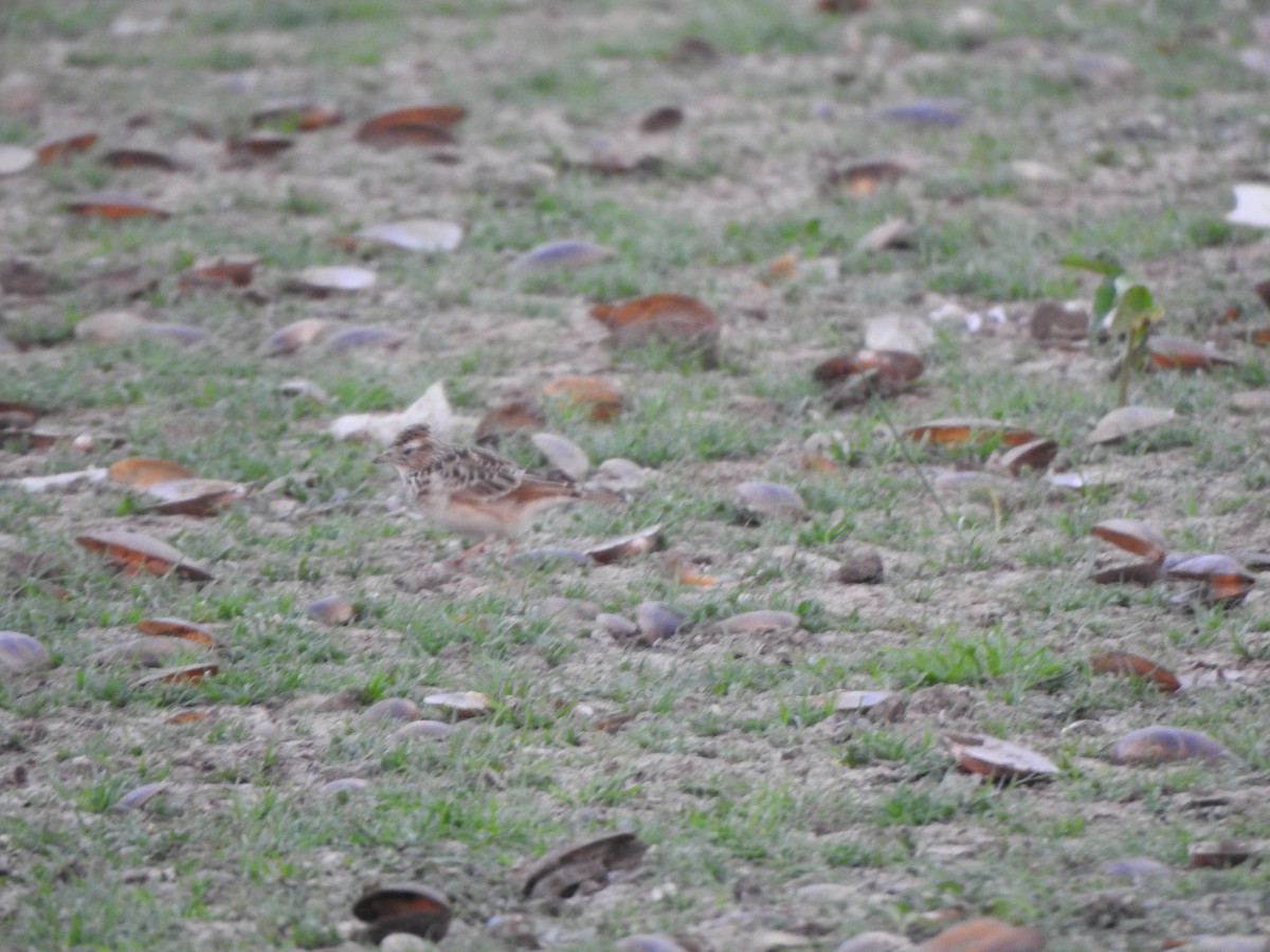 Tawny Lark - Arulvelan Thillainayagam