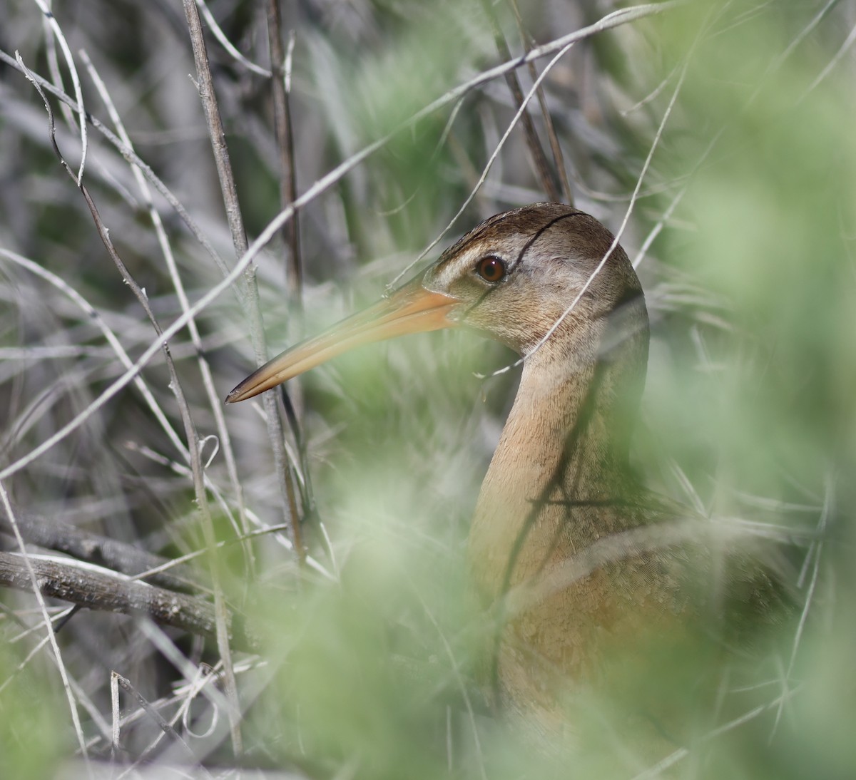 Ridgway's Rail - ML609604010