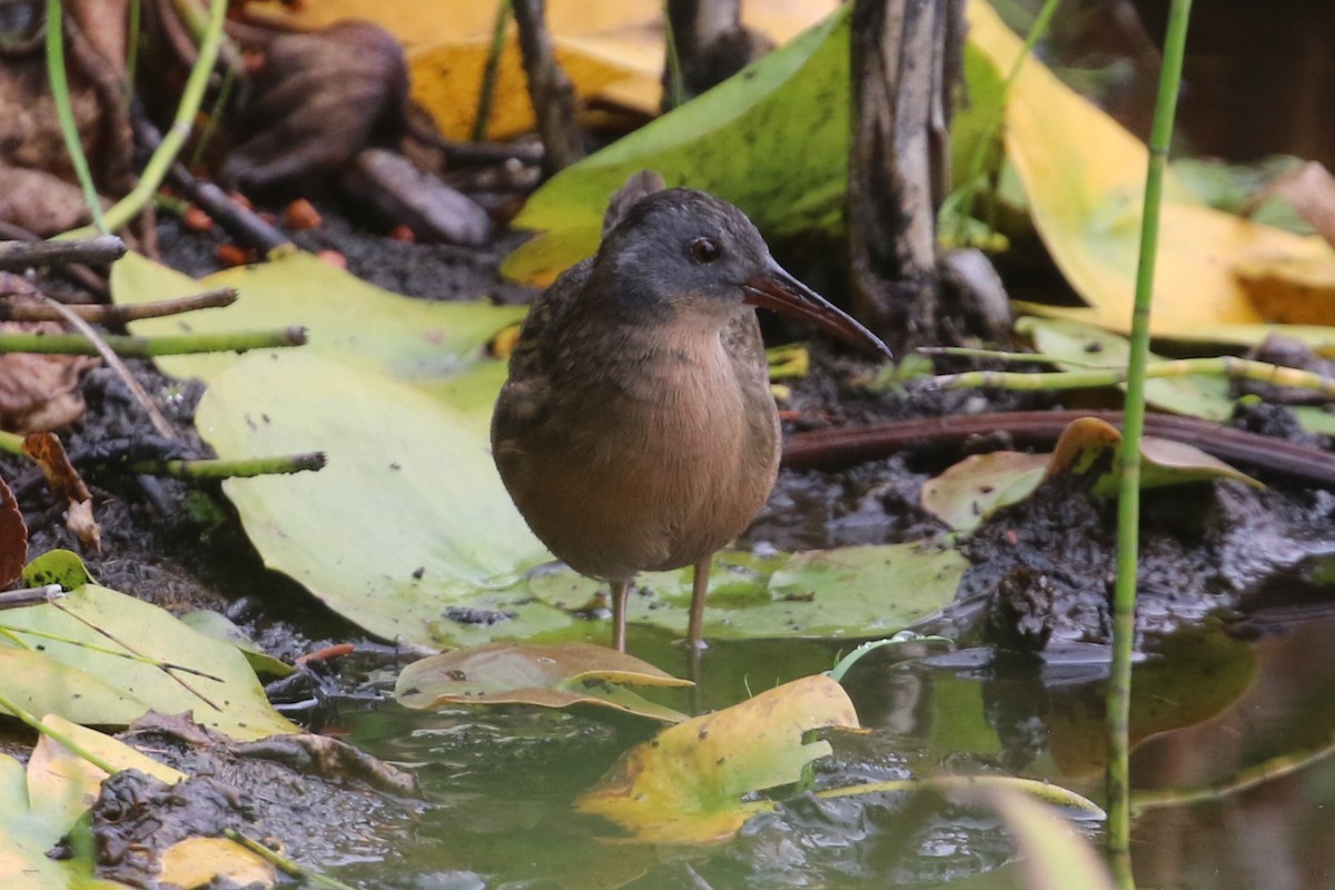 Virginia Rail - ML609604011