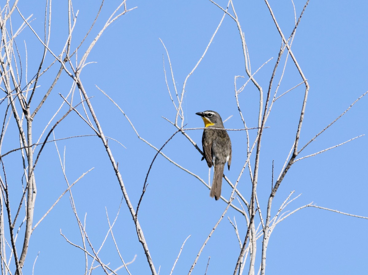 Yellow-breasted Chat - ML609604014