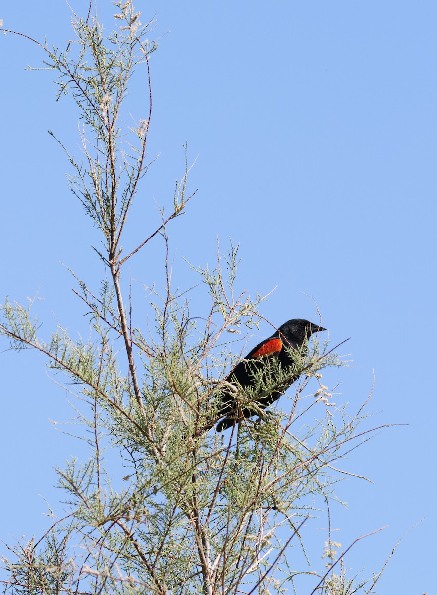 Red-winged Blackbird - ML609604016