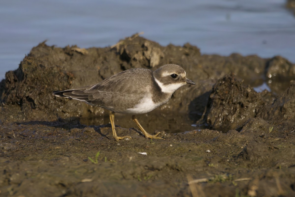 Хүзүүвчит хиазат - ML609604054