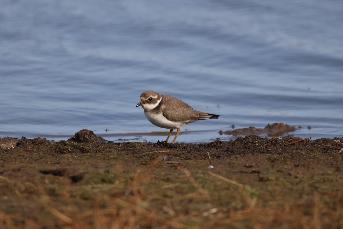 Хүзүүвчит хиазат - ML609604055