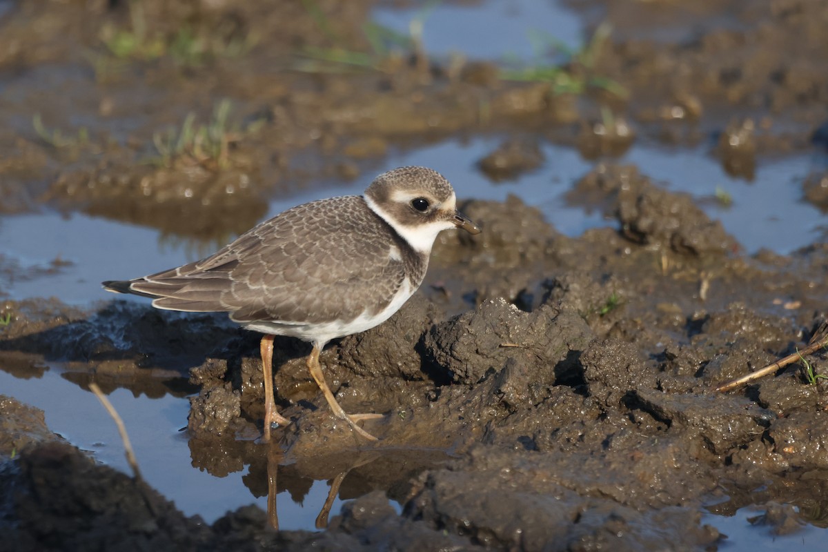 Хүзүүвчит хиазат - ML609604056