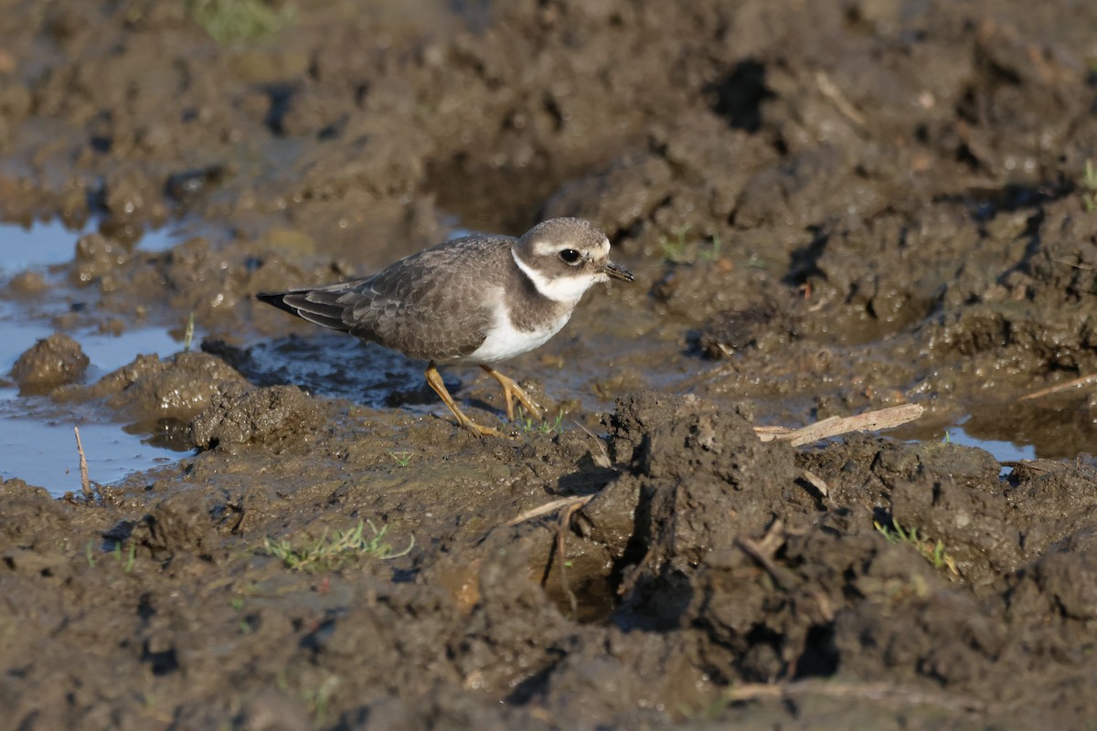 Хүзүүвчит хиазат - ML609604057