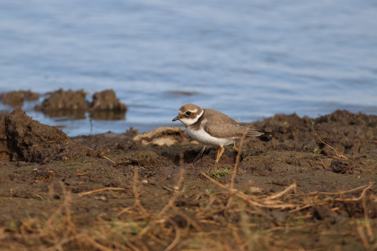 Хүзүүвчит хиазат - ML609604058