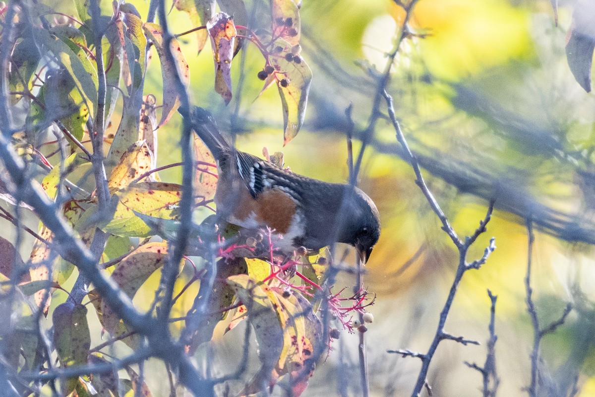 Spotted Towhee - Kevin Powers