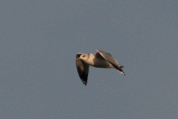 Common Gull - ML609604104