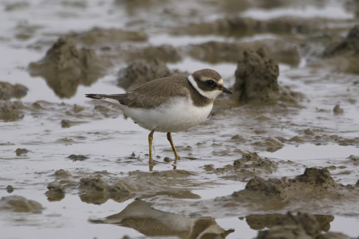 Хүзүүвчит хиазат - ML609604187