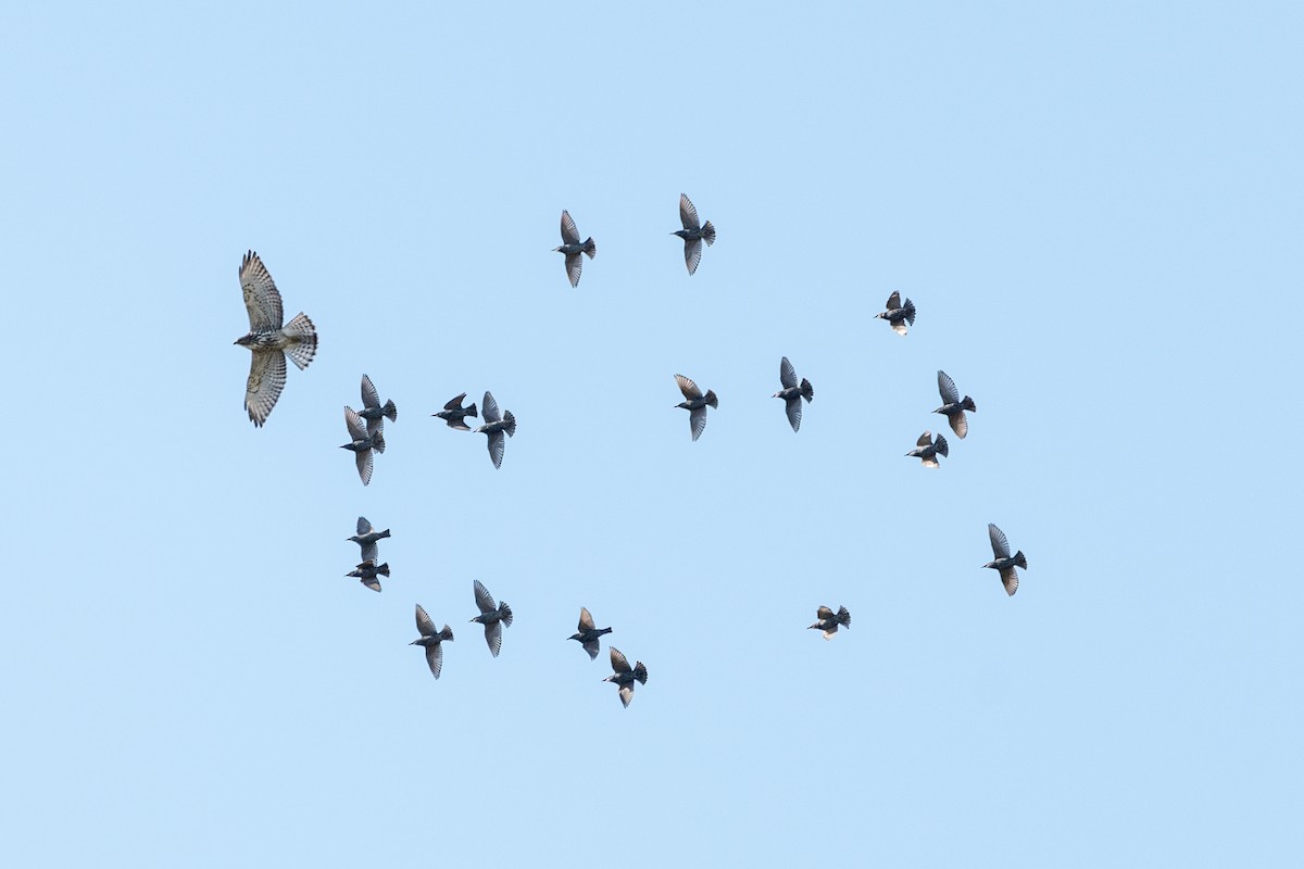 Broad-winged Hawk - Kevin Powers