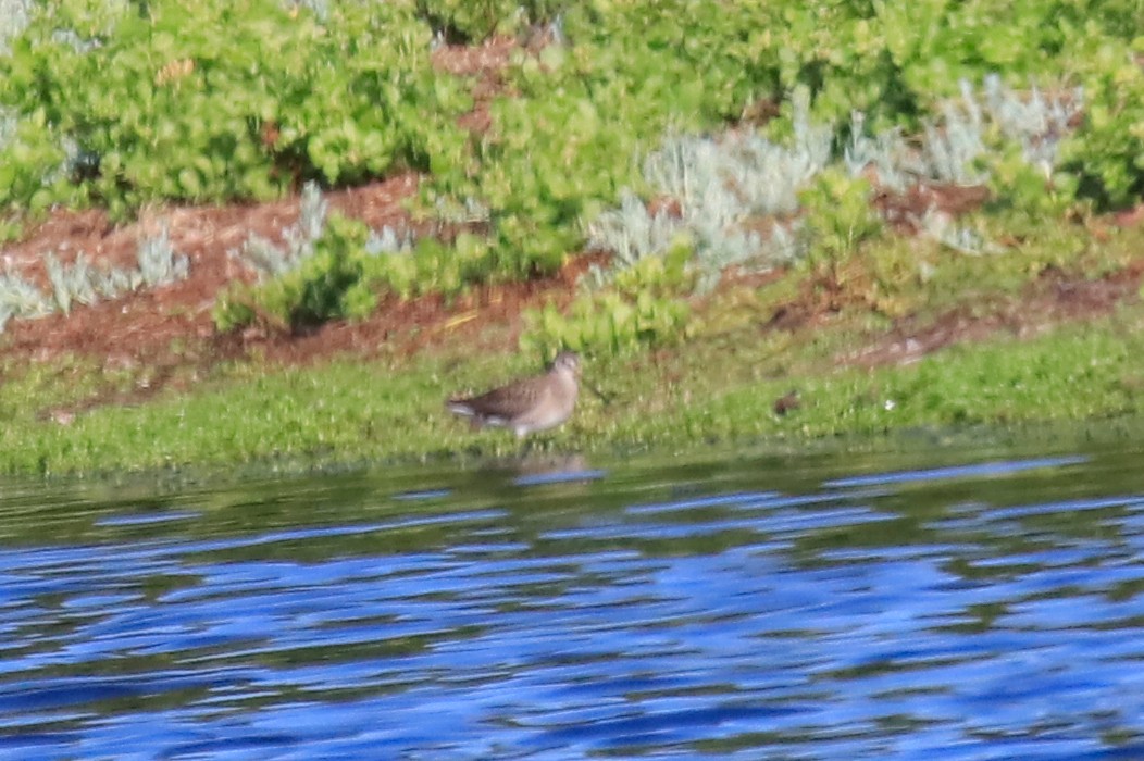 Long-billed Dowitcher - ML609604350