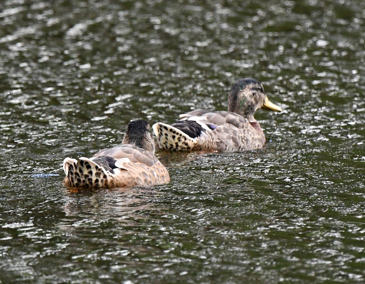 Mallard - A Emmerson