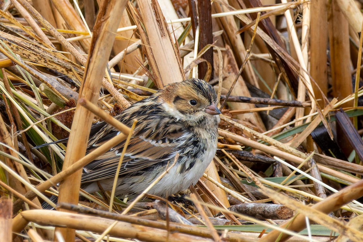 Lapland Longspur - Gavin McKinnon
