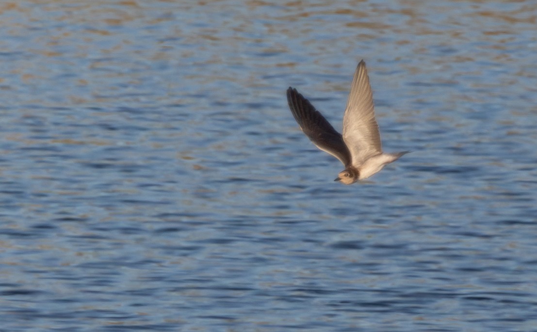 Black Tern - ML609604574