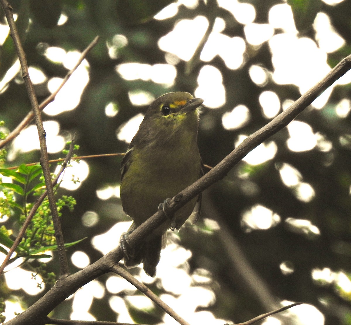 Thick-billed Vireo - ML609604619