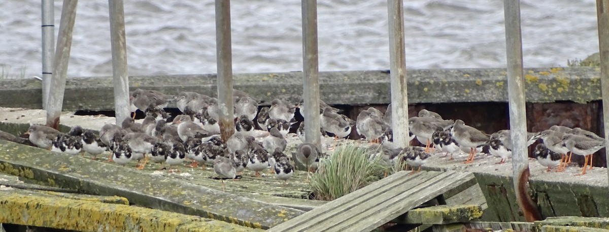 Ruddy Turnstone - ML609604628