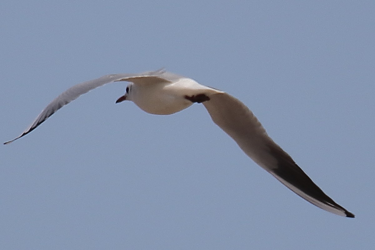 Mouette rieuse - ML609604653