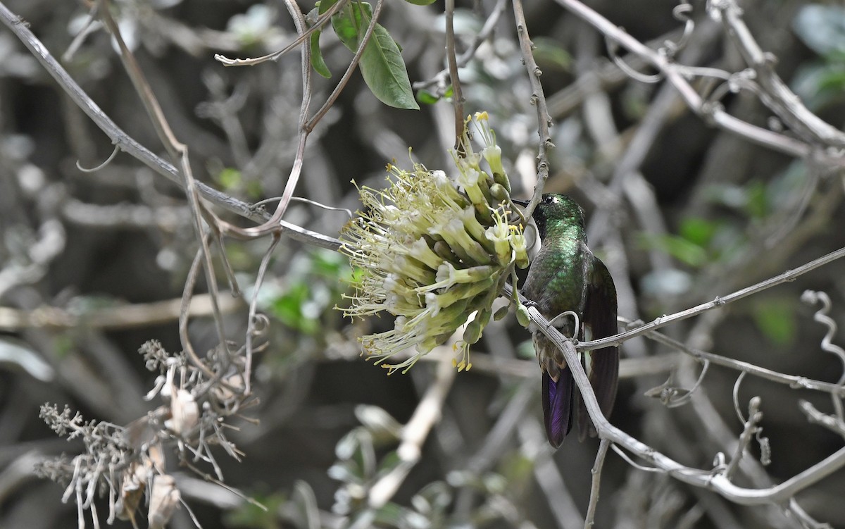 kolibřík dřišťálový (ssp. smaragdinicollis) - ML609604746