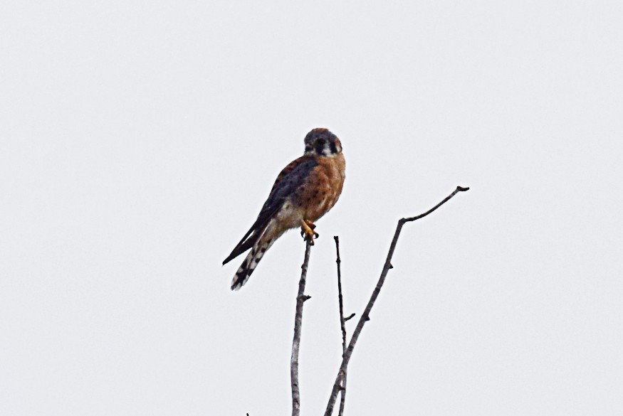 American Kestrel - ML609604847